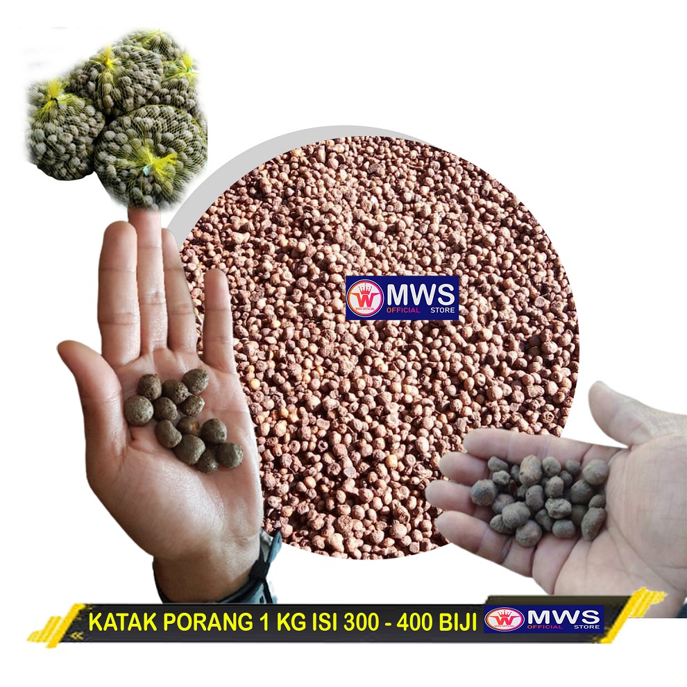 KATAK PORANG MINI 1 KG ISI 300 - 500 BIJI MWS OFFICIAL STORE