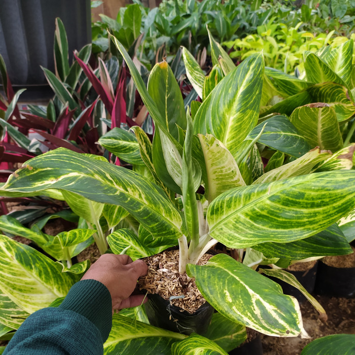 TANAMAN BLANCENG GOLDEN | TANAMAN HIAS BLANCENG GOLDEN