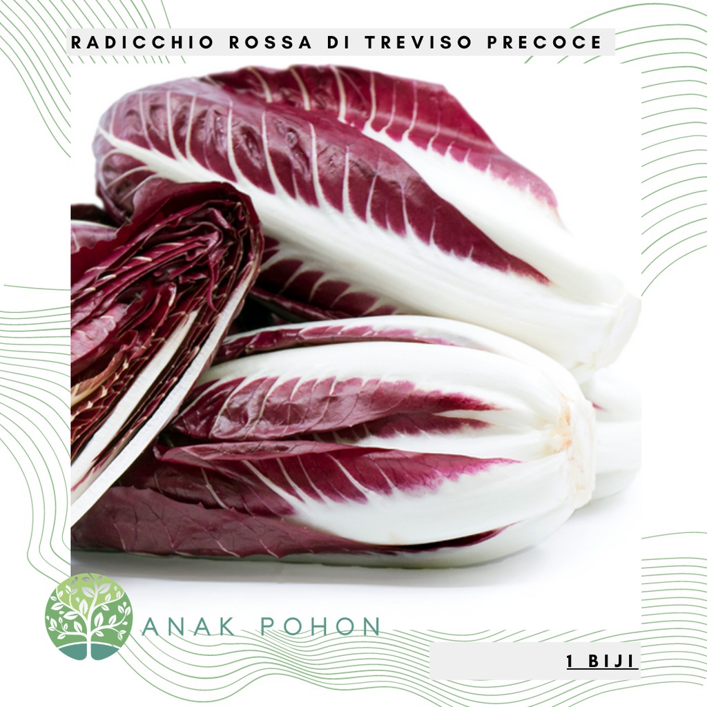 Benih Bibit Biji - Radicchio Rossa di Treviso precoce / Sawi Merah Italia Red Chicory - IMPORT