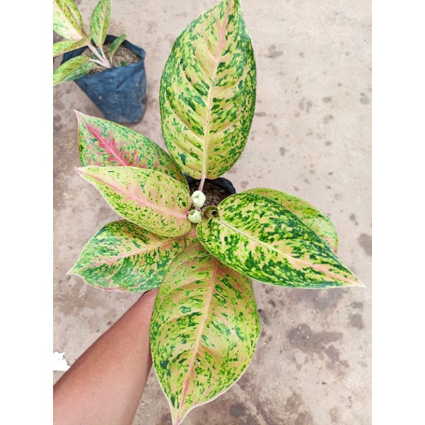 aglonema bigroy jumbo / tanaman hias bigroy murah induk