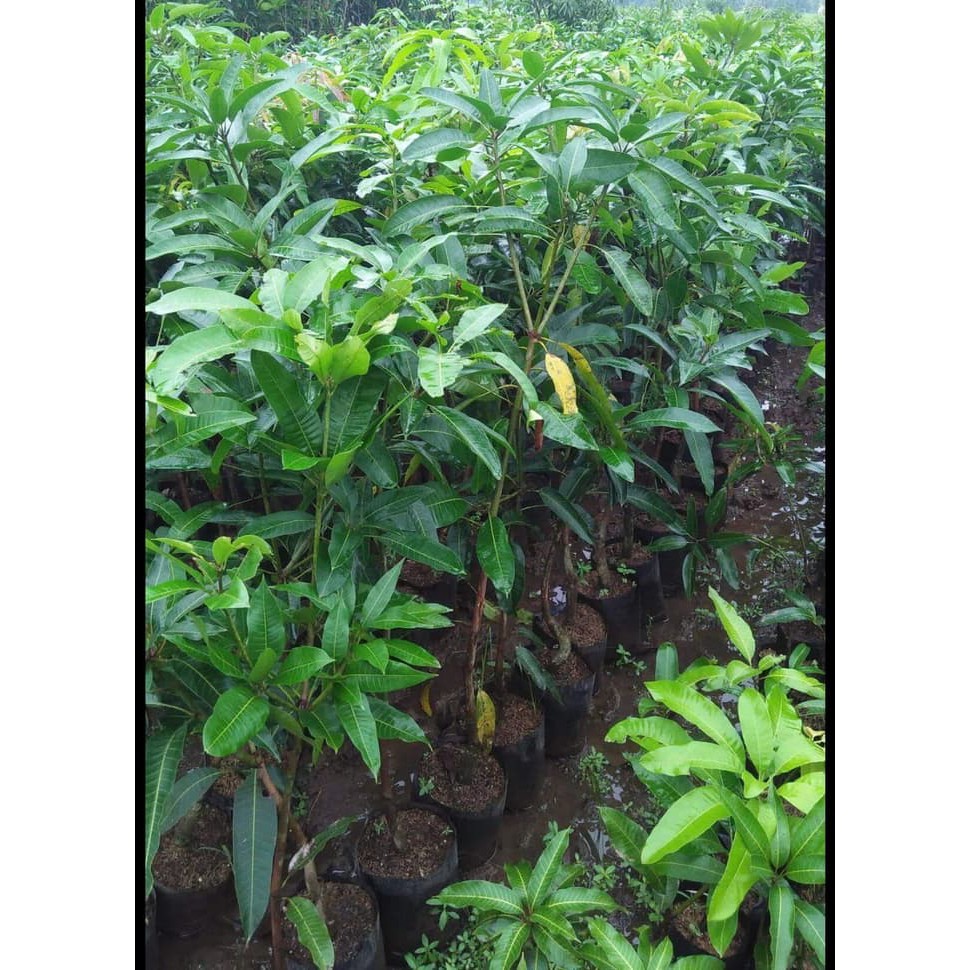 Grosir 4 Bibit Mangga Aneka Jenis Mahatir Kelapa Yuwen Kiojay Termurah