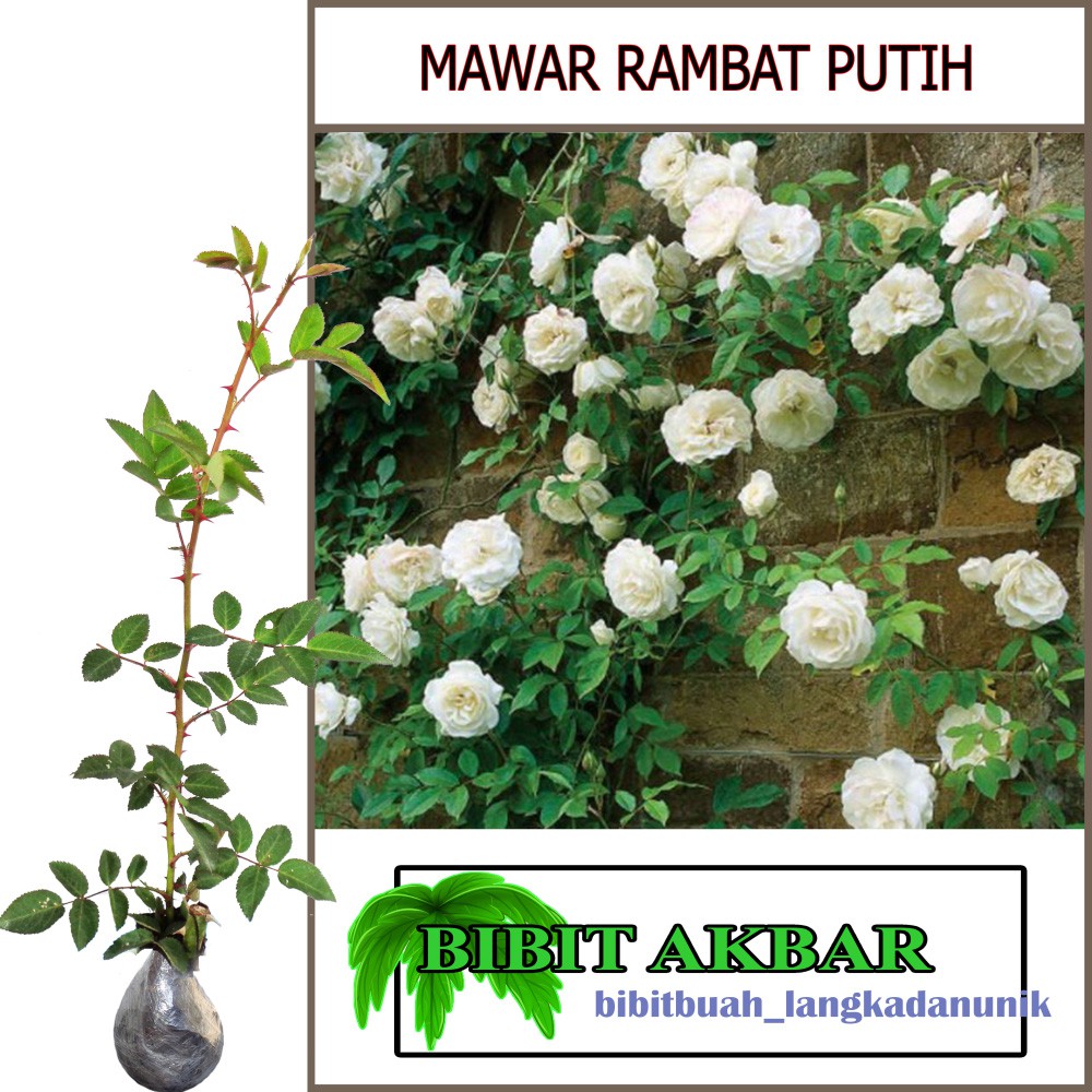 Bibit Tanaman Hias Bunga Mawar Rambat Putih