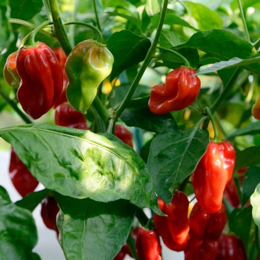 5 Bibit Cabe Habanero Merah Super Pedas Unggul Benih Sayuran Cabai Red Habanero Pepper Tanaman Sayur Hias Gendot Dieng-2