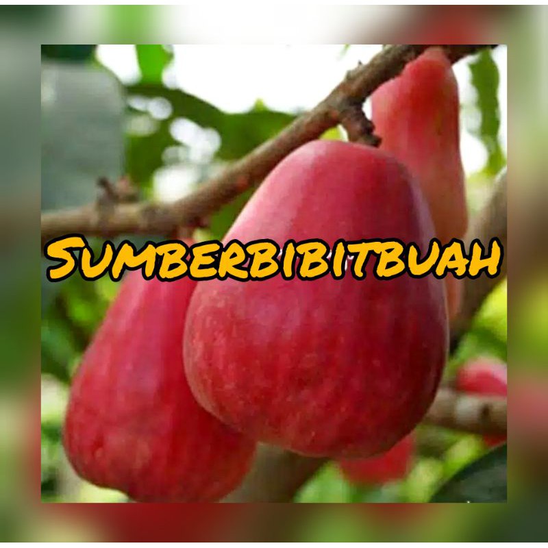 BIBIT JAMBU JAMAICA / JAMAIKA JUMBO