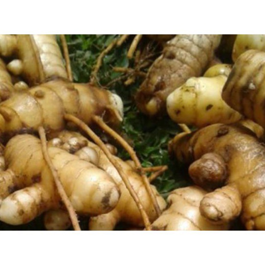 

kunyit putih segar fresh per 500 gram