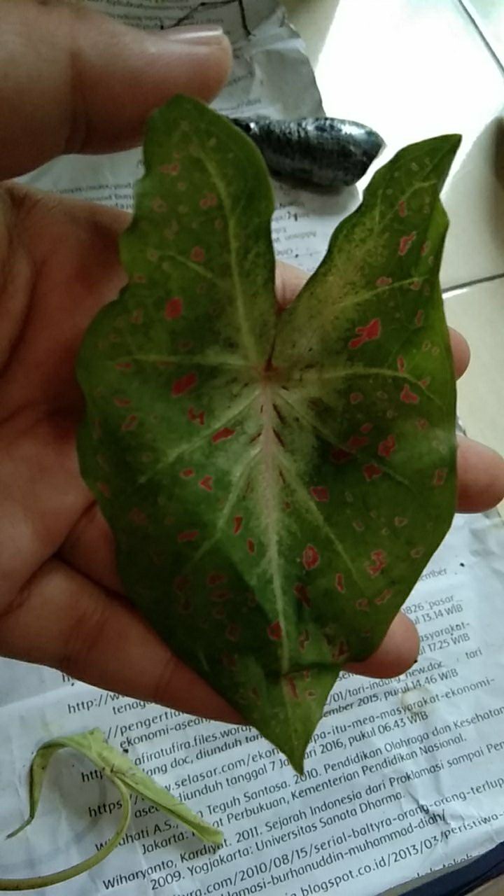 Tanaman Hias Caladium Bercak Merah Keladi Bercak Darah Garis Putih
