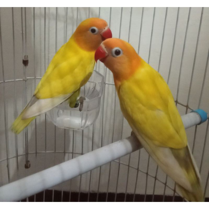 Burung love bird pasangan paskun bersih prospek