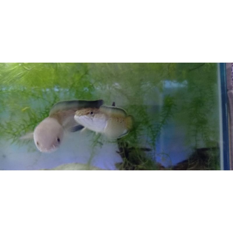 stewarti arunachal pernah pair akur 20-18cm