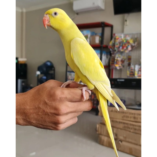 Indian Ringneck