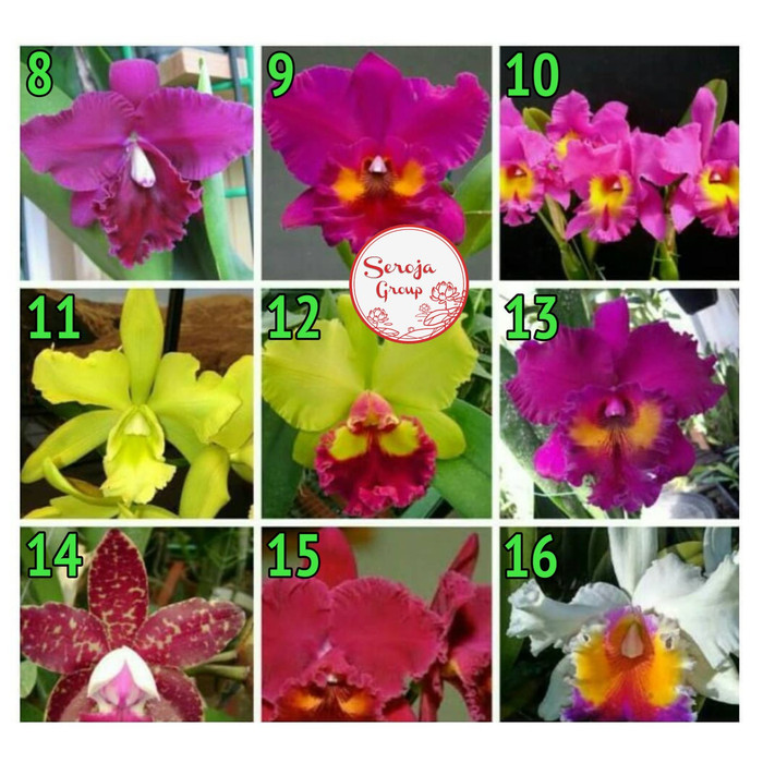 Bibit / Seedling Tanaman Hias Bunga Anggrek Dendrobium Cattleya