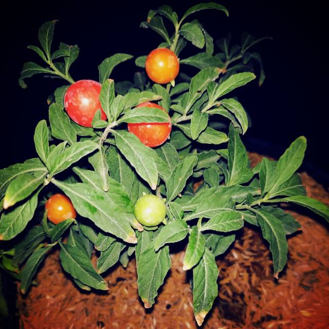 Tomat Krismil Pelangi