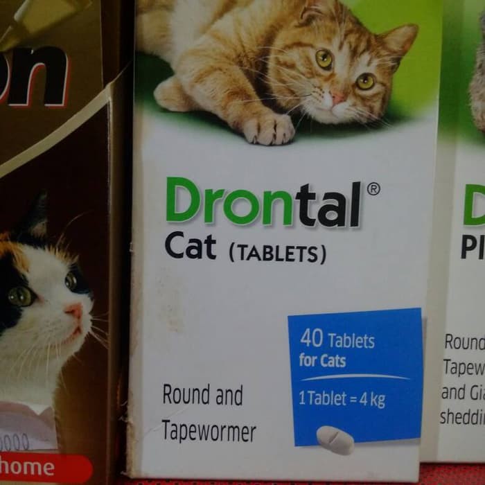Drontal cat