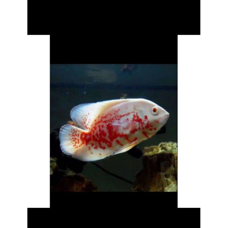 OSCAR ALBINO Tiger batik 2-3cm