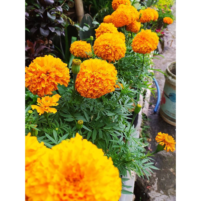 

marigold