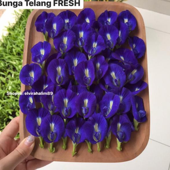 

Realpct EDIBLE FLOWER bunga Telang Double Petal Fresh (Segar) Organik Pewarna Alami organic Blue Pea