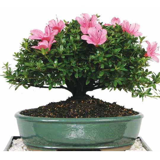 Bonsai Azalea