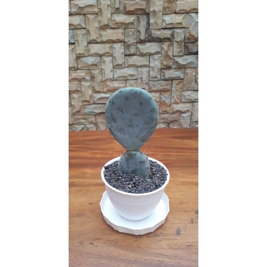 Opuntia Blue