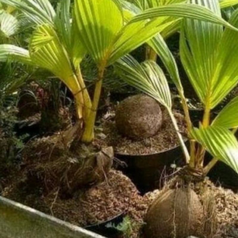 bahan bonsai kelapa gading kuning