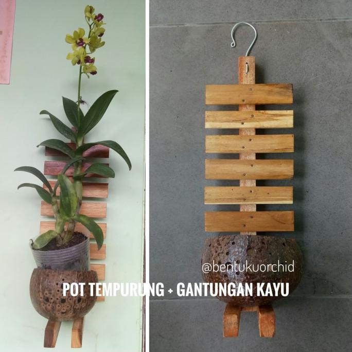 Open Ds] Pot Tempurung Tempel Dengan Kayu Dan Tali/Pot Tanaman/Pot Anggrek