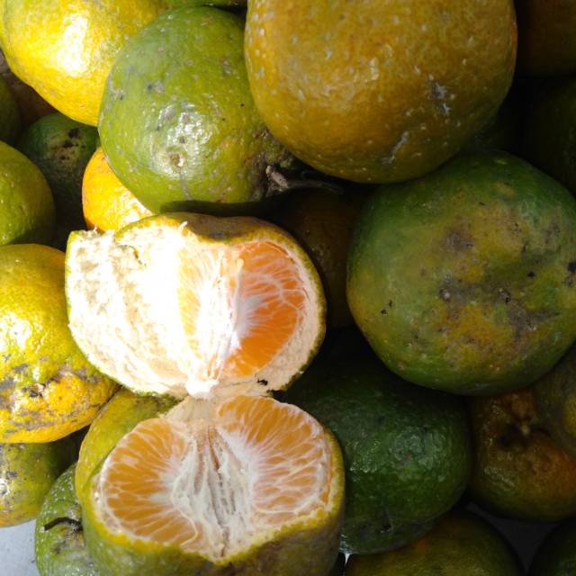 

Jeruk Keprok BatuLima segar 1000gram