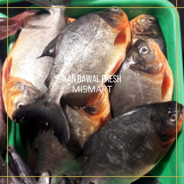 

IKAN BAWAL SEGAR - 1kg - 1kg