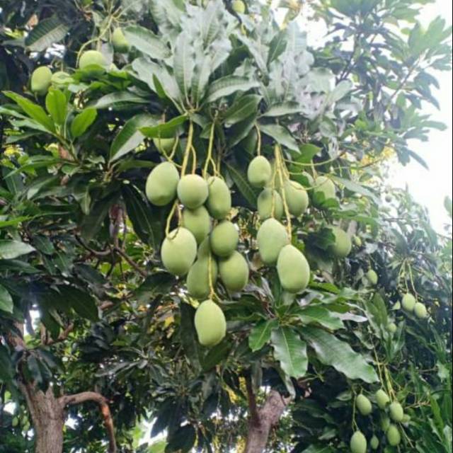 

mangga gadung 1 kg fresh