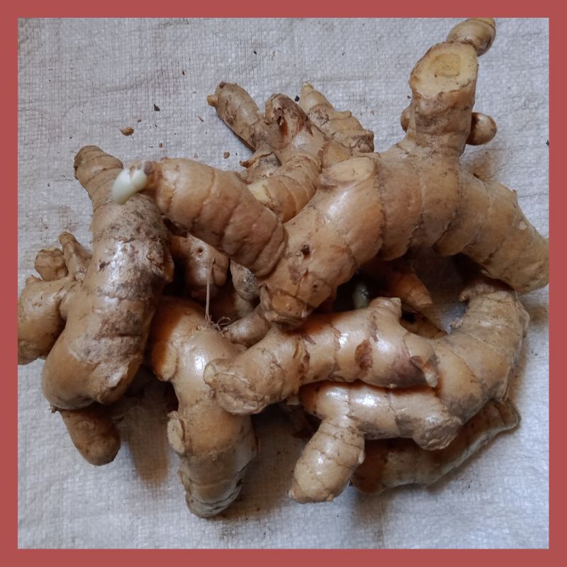 

Kunyit atau kunir Putih 1 kg baik