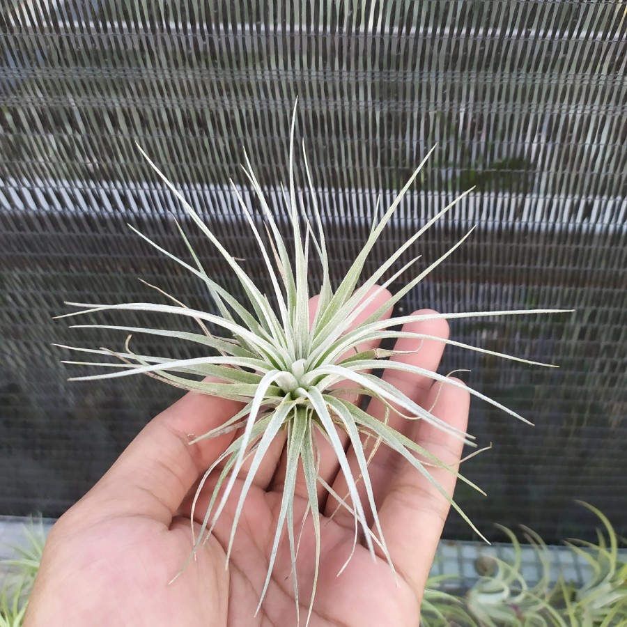 Tillandsia Houston Cotton Candy / tanaman udara air plants