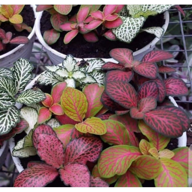 PITONIA PINK / PITONIA WHITE / PITONIA GREEN WHITE / PITONIA MERAH / PITONIA KUNING (IMPORT)