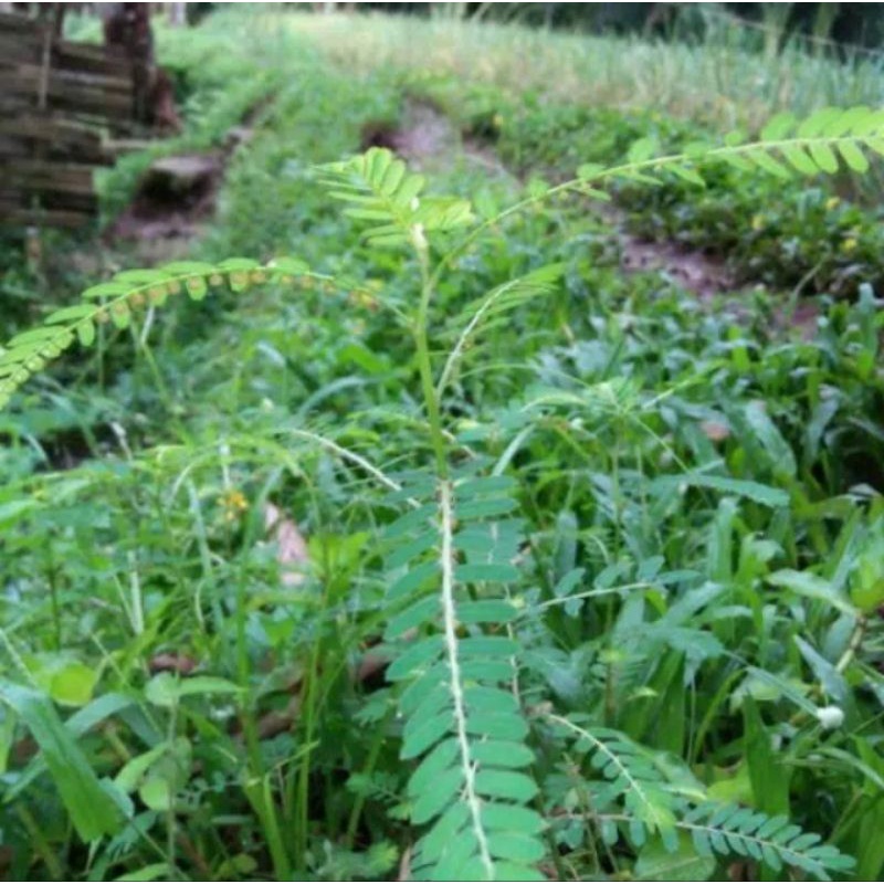 

Daun meniran segar ....promo