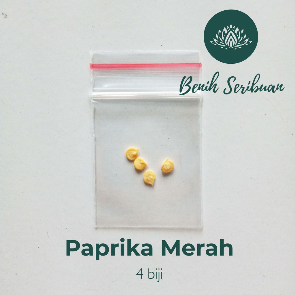 4 Biji Benih Paprika Merah F1 Hibrida Red Star Sayuran Known You Seed Bibit Tanaman Sayur Seribuan