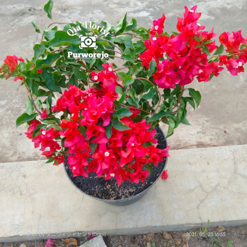 bougenville merah cabai.