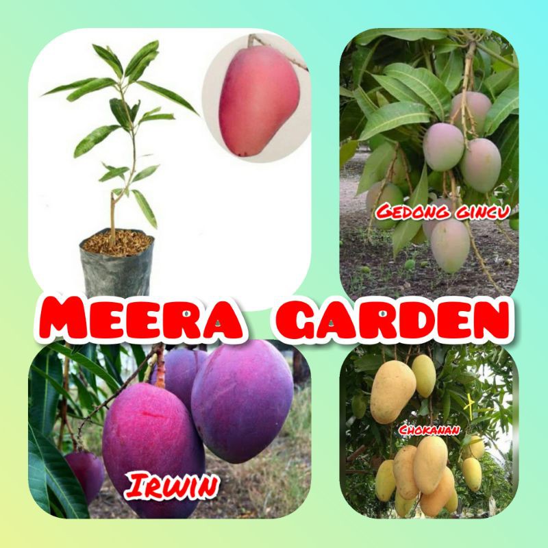 paket bibit mangga 4 jenis