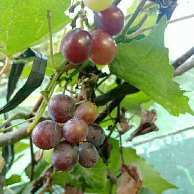 Tanaman buah anggur merah