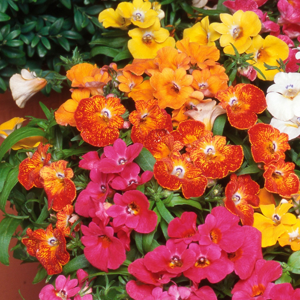 Benih Bibit Biji - Bunga Nemesia Carnival Mixture (Nemesia strumosa) Flower Seeds - IMPORT