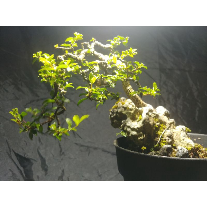 Bonsai Sakura Mikro On the Rock
