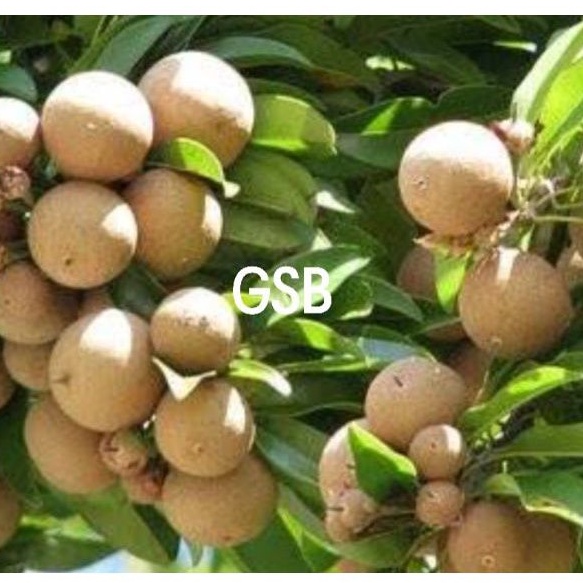 

Buah sawo muda segar 500 gram / pentil sawo