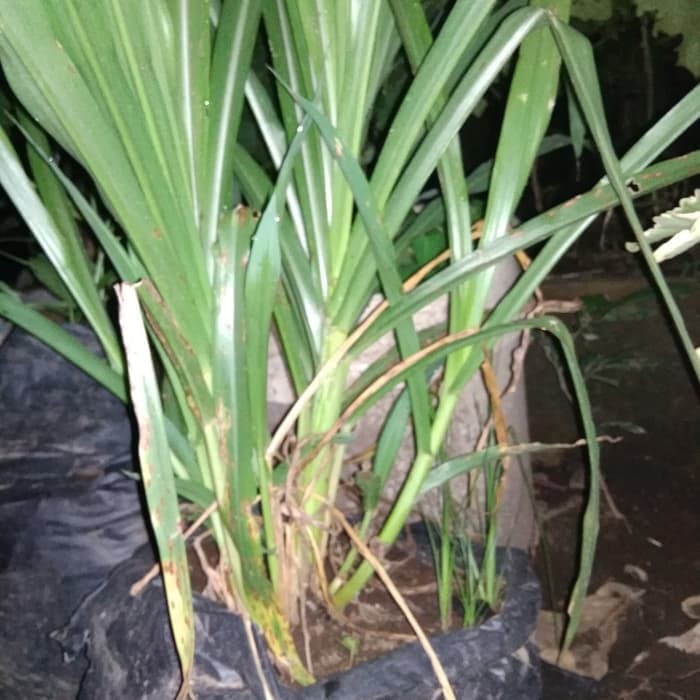 Bibit Tanaman Rumput Odot Rumput Gajah