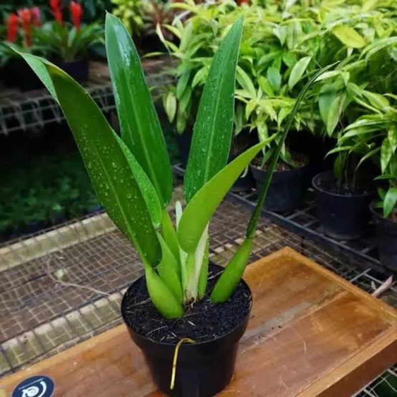 tanaman hias philodendron martianum /philo katak jumbo