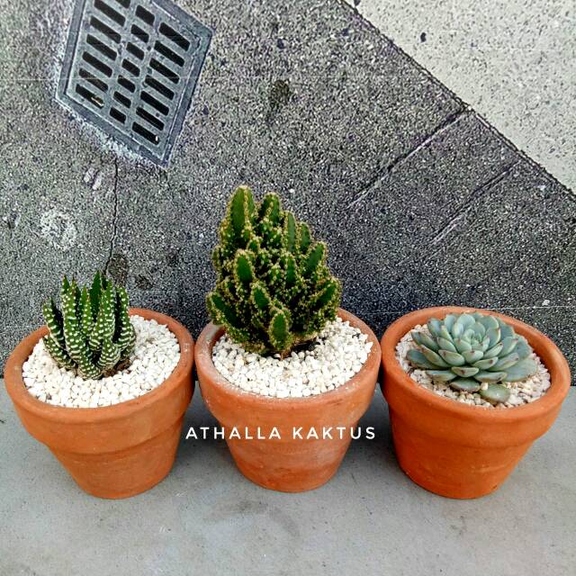 Kaktus mix dengan pot terracota