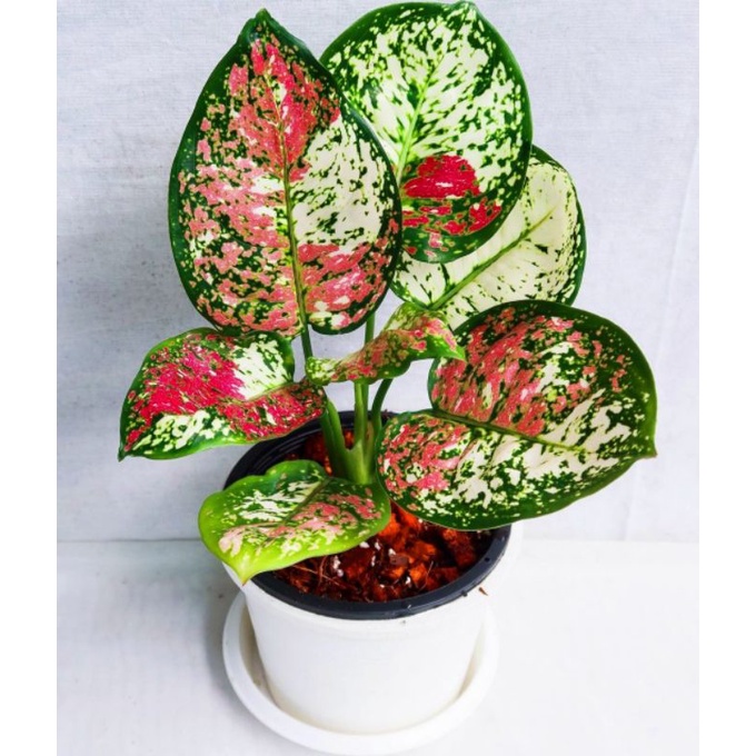 Tanaman hias aglonema tri color / aglaonema tri color / aglonema murah / aglaonema murah