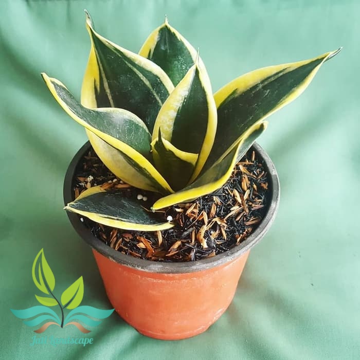 sansivera pagoda - sansiviera pagoda - lidah mertua pagoda