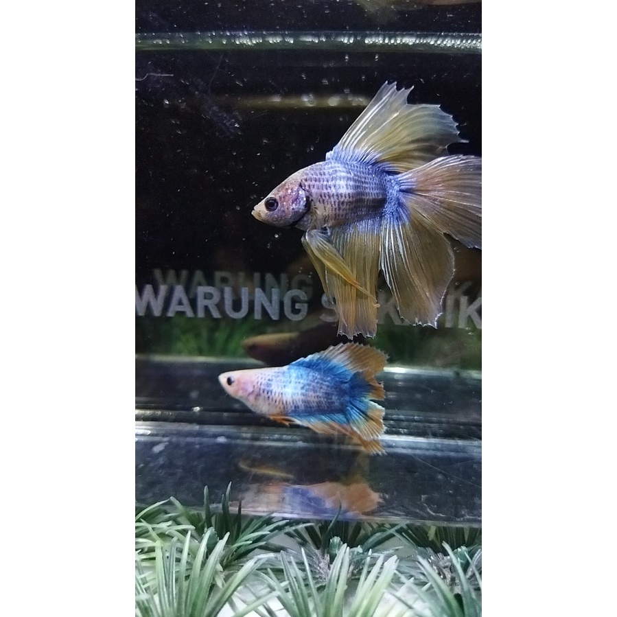 CUPANG HALFMOON DOUBLE TAIL/HMDT MASCOT SERIES 100% REALPICT (KODE23)