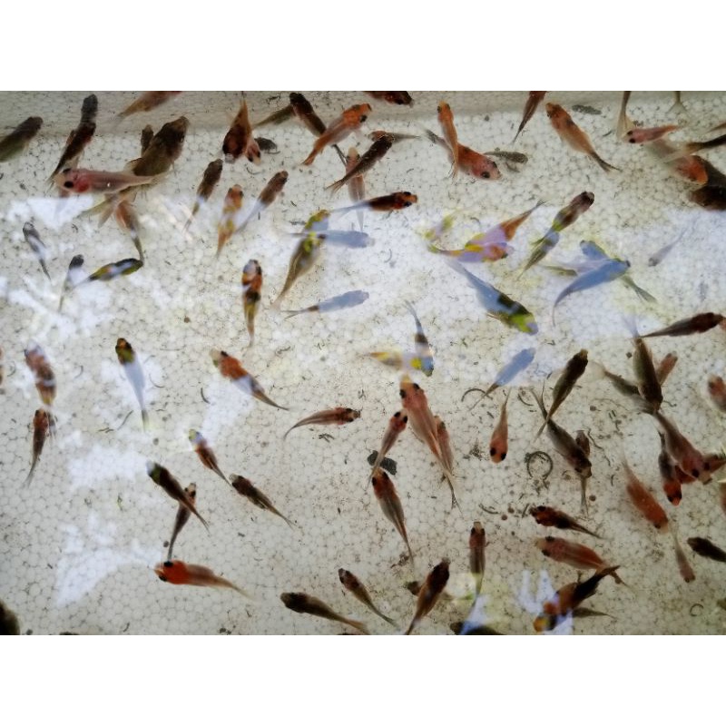 bibit komet pancawarna,kokom, slayer