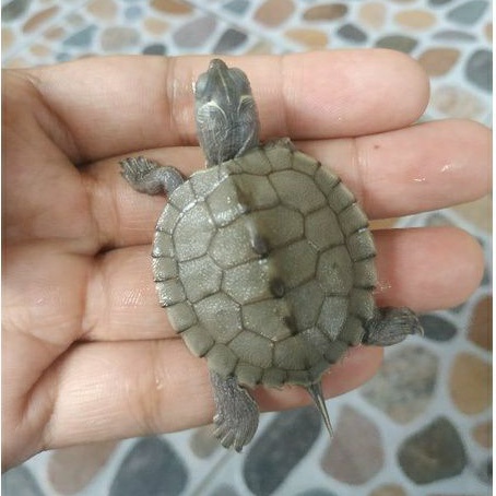 perawatan hewan kura kura missisipi map turtle