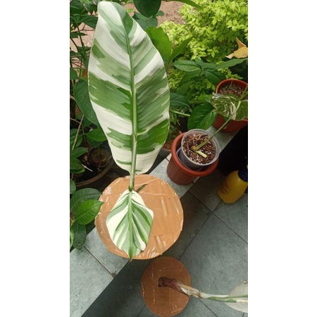 pisang varigata/tanaman hias pisang varigata musae tanaman hias hidup pisang varigata musae