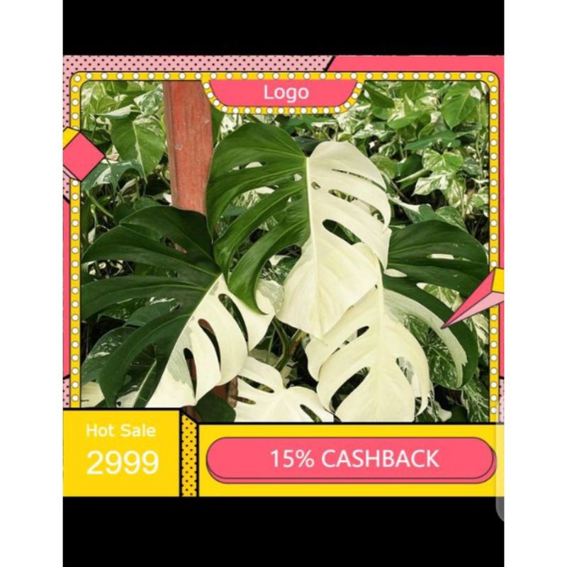 Bonggol Monstera Variegata