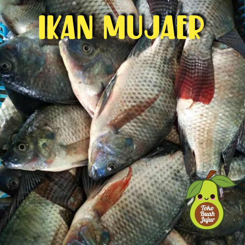 

IKAN MUJAER FRESH 1Kg