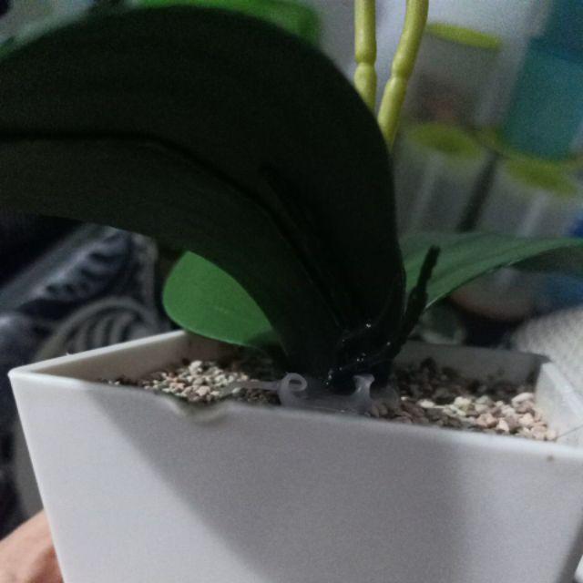 Set Bunga Plastik Anggrek1 Warna Warni Dengan Pot Melamin Putih Hexagonal Besar