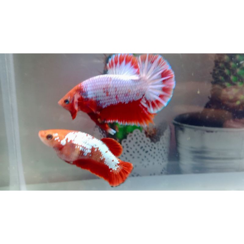 

CUPANG!!HIAS1PAIRFCCPWHAITSCAIL